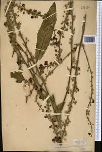 Verbascum marschallianum Ivanina & Tzvelev, Middle Asia, Dzungarian Alatau & Tarbagatai (M5) (Kazakhstan)