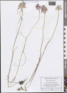 Allium podolicum Blocki ex Racib. & Szafer, Eastern Europe, Central forest-and-steppe region (E6) (Russia)