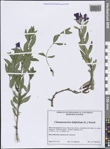 Chamaenerion latifolium (L.) Sweet, Siberia, Baikal & Transbaikal region (S4) (Russia)