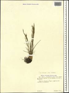 Poa bulbosa L., Caucasus, North Ossetia, Ingushetia & Chechnya (K1c) (Russia)