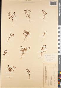 Veronica persica Poir., Middle Asia, Syr-Darian deserts & Kyzylkum (M7) (Uzbekistan)