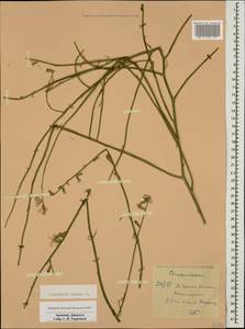 Chondrilla juncea L., Caucasus, Armenia (K5) (Armenia)