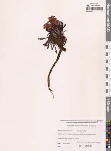 Pedicularis alopecuroides Steven ex Spreng., Siberia, Chukotka & Kamchatka (S7) (Russia)