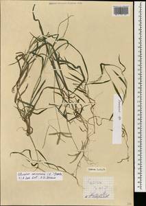 Eleusine coracana (L.) Gaertn., South Asia, South Asia (Asia outside ex-Soviet states and Mongolia) (ASIA) (Vietnam)