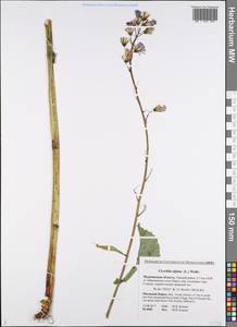 Cicerbita alpina (L.) Wallr., Eastern Europe, Northern region (E1) (Russia)