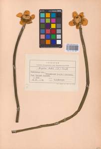 Nuphar lutea (L.) Sm., Eastern Europe, Central forest-and-steppe region (E6) (Russia)