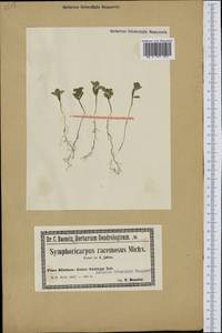 Symphoricarpos albus (L.) C. Koch, Western Europe (EUR) (Poland)