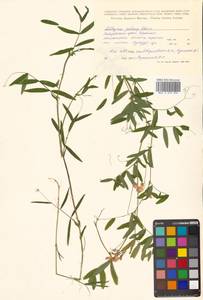 Lathyrus palustris subsp. palustris, Siberia, Russian Far East (S6) (Russia)