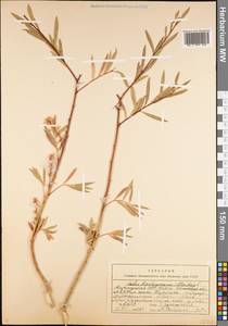 Salix kirilowiana Stschegl., Middle Asia, Northern & Central Tian Shan (M4) (Kyrgyzstan)