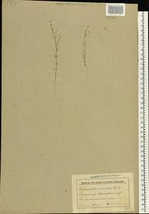 Psammophiliella muralis (L.) Ikonn., Eastern Europe, Belarus (E3a) (Belarus)
