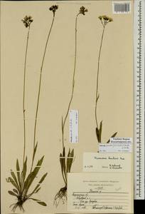 Pilosella piloselloides subsp. praealta (Gochnat) S.Bräut. & Greuter, Eastern Europe, Central region (E4) (Russia)