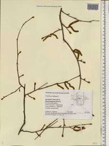 Corylus avellana L., Eastern Europe, Central region (E4) (Russia)