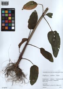 Scrophularia umbrosa Dumort., Siberia, Altai & Sayany Mountains (S2) (Russia)