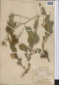 Haplophyllum robustum Bunge, Middle Asia, Syr-Darian deserts & Kyzylkum (M7)