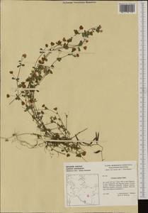 Trifolium dubium Sibth., Western Europe (EUR) (Germany)