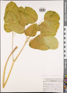 Laserpitium latifolium L., Eastern Europe, Central region (E4) (Russia)