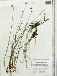 Rhynchospora alba (L.) Vahl, Siberia, Baikal & Transbaikal region (S4) (Russia)