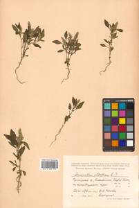 Amaranthus retroflexus L., Siberia, Russian Far East (S6) (Russia)