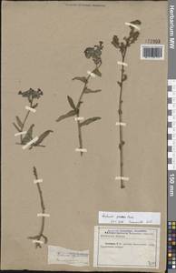 Anchusa procera Besser ex Link, Eastern Europe, North Ukrainian region (E11) (Ukraine)