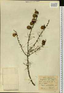 Larix gmelinii var. gmelinii, Siberia, Russian Far East (S6) (Russia)