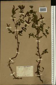Mentha × piperita L., Eastern Europe, North Ukrainian region (E11) (Ukraine)