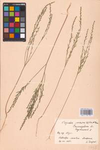 Thymelaea passerina (L.) Coss. & Germ., Eastern Europe, Lower Volga region (E9) (Russia)