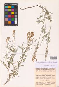 Astragalus varius S.G.Gmel., Eastern Europe, Lower Volga region (E9) (Russia)