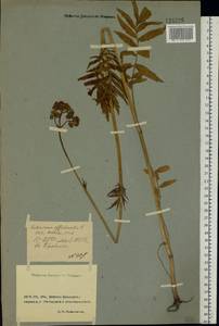Valeriana officinalis L., Eastern Europe, North Ukrainian region (E11) (Ukraine)