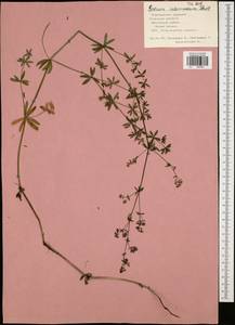 Galium intermedium Schult., Eastern Europe, Central region (E4) (Russia)