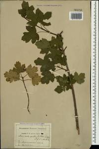 Acer campestre L., Crimea (KRYM) (Russia)