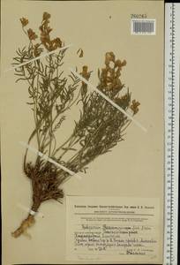 Hedysarum razoumowianum DC., Eastern Europe, Eastern region (E10) (Russia)
