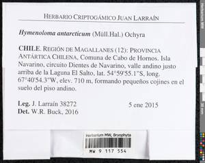 Hymenoloma antarcticum (Müll. Hal.) Ochyra, Bryophytes, Bryophytes - America (BAm) (Chile)