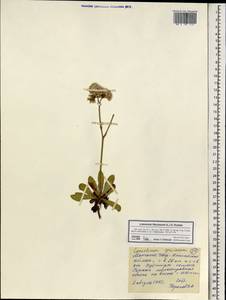 Limonium flexuosum (L.) Kuntze, Mongolia (MONG) (Mongolia)