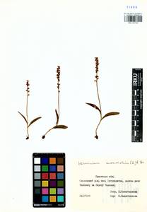 Herminium monorchis (L.) R.Br., Siberia, Baikal & Transbaikal region (S4) (Russia)