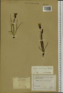 Takhtajaniantha austriaca (Willd.) Zaika, Sukhor. & N. Kilian, Siberia, Altai & Sayany Mountains (S2) (Russia)