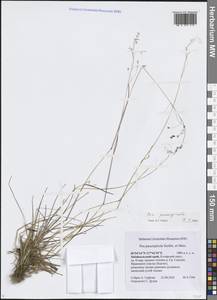 Poa paucispicula Scribn. & Merr., Siberia, Baikal & Transbaikal region (S4) (Russia)