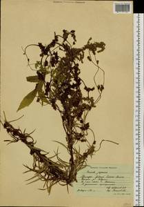 Cuscuta japonica Choisy, Siberia, Russian Far East (S6) (Russia)