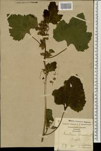 Xanthium strumarium L., Caucasus, Georgia (K4) (Georgia)