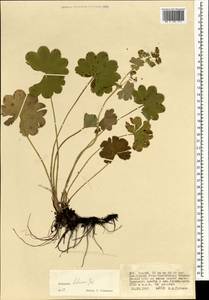 Alchemilla hebescens Juz., Mongolia (MONG) (Mongolia)