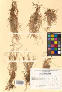 Carex glareosa Schkuhr ex Wahlenb., Siberia, Chukotka & Kamchatka (S7) (Russia)