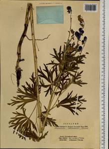 Aconitum glandulosum Rapaics, Siberia, Altai & Sayany Mountains (S2) (Russia)