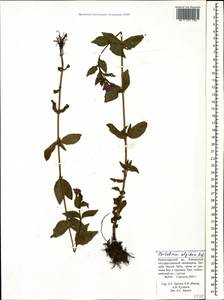 Epilobium algidum M. Bieb., Caucasus, Krasnodar Krai & Adygea (K1a) (Russia)