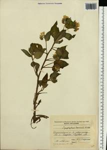 Symphytum tauricum Willd., Eastern Europe, Moldova (E13a) (Moldova)
