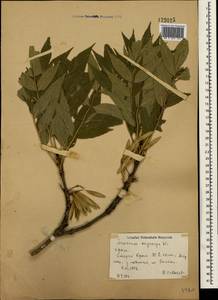 Fraxinus angustifolia subsp. oxycarpa (M.Bieb. ex Willd.) Franco & Rocha Afonso, Crimea (KRYM) (Russia)