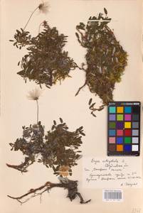 Dryas octopetala L., Eastern Europe, Eastern region (E10) (Russia)
