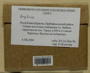 Brachythecium novae-angliae (Sull. & Lesq.) Austin, Bryophytes, Bryophytes - Baikal & Transbaikal regions (B18) (Russia)