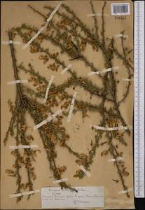 Caragana aurantiaca Koehne, Middle Asia, Northern & Central Tian Shan (M4) (Kazakhstan)