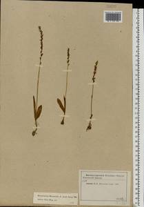 Herminium monorchis (L.) R.Br., Eastern Europe, Moscow region (E4a) (Russia)