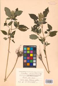 Elsholtzia ciliata (Thunb.) Hyl., Eastern Europe, Moscow region (E4a) (Russia)