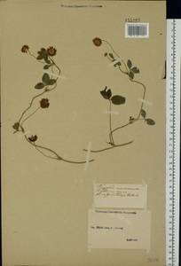 Trifolium repens L., Eastern Europe, Middle Volga region (E8) (Russia)